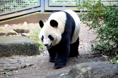 5 Taman serta Kebun Binatang Ueno